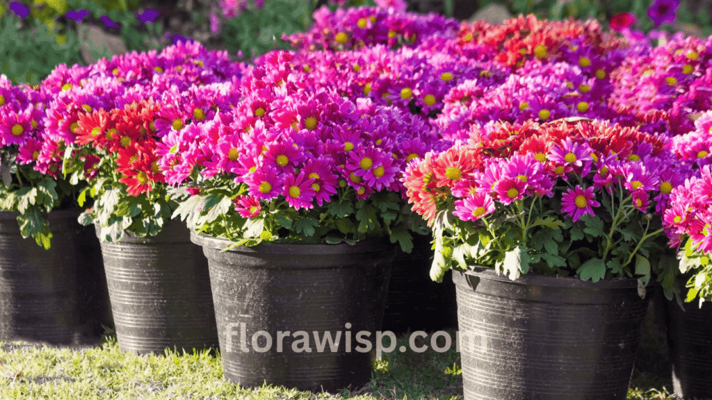 Zinnias in pots blooming vibrantly in an open garden, showcasing colorful flowers in containers placed on sunlit soil.