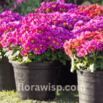 Zinnias in pots blooming vibrantly in an open garden, showcasing colorful flowers in containers placed on sunlit soil.