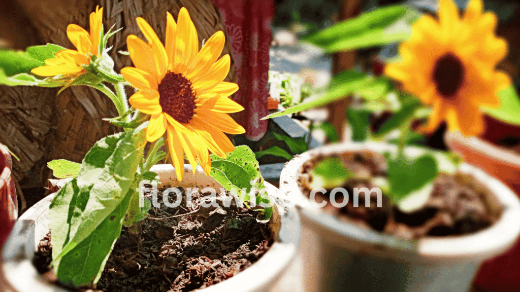 Best pots for sunflowers terracotta, arranged on a sunny balcony for optimal drainage and root growth