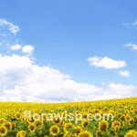 Vibrant sunflower field in full bloom, showcasing growth results from the best sunflower seeds