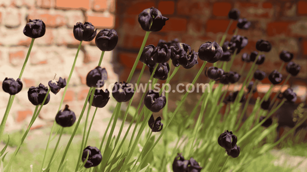 Black Hero tulips with double-layered, velvety petals in full spring bloom, adding a bold contrast to garden beds.