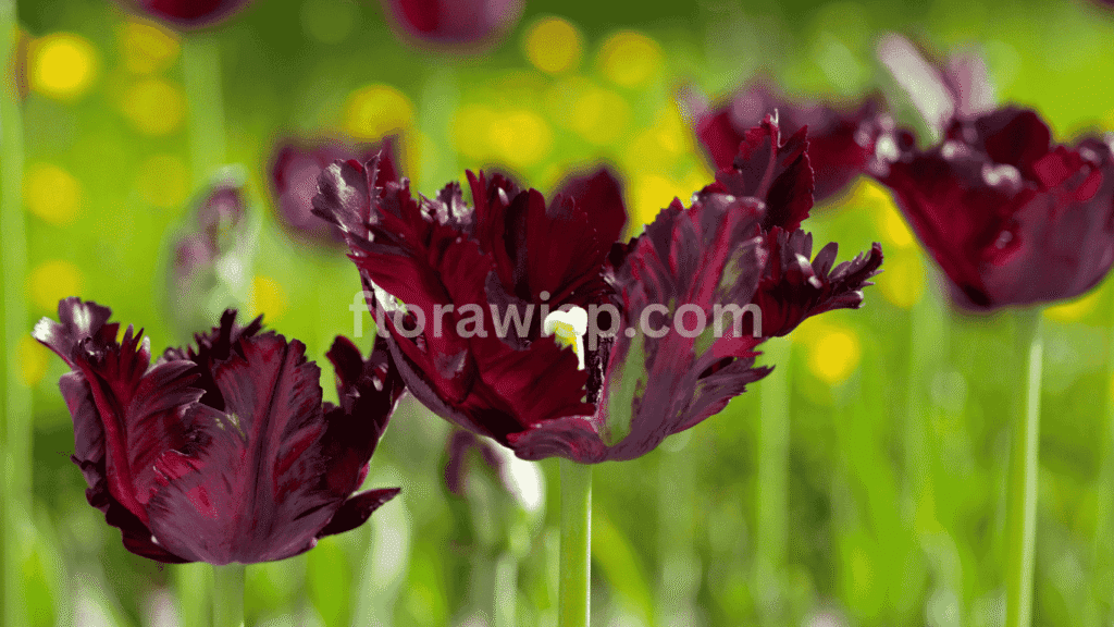 Black Parrot tulip with ruffled, feather-like petals and deep maroon-black tones blooming in spring garden beds.