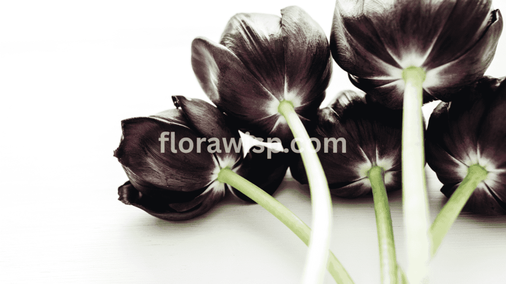 black tulip bouquet with chocolate cosmos and matte-black wrap for modern, dramatic floral styling