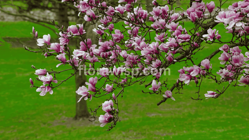 Black Tulip Magnolia tree with dark maroon, tulip-shaped blossoms blooming in early spring garden.
