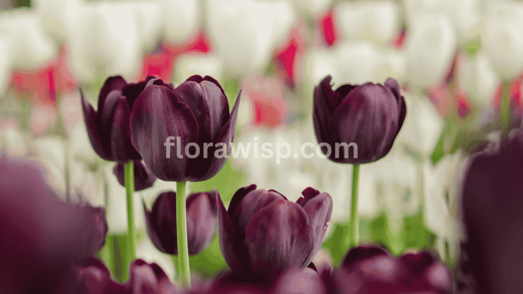 Close-up of black tulips symbolizing mystery, elegance, and strength – black tulip meaning in spring gardens.