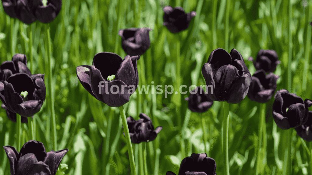 Black tulips in full bloom showcasing velvety dark petals and elegant spring garden design.