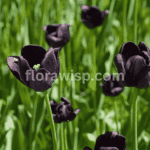 Black tulips in full bloom showcasing velvety dark petals and elegant spring garden design.