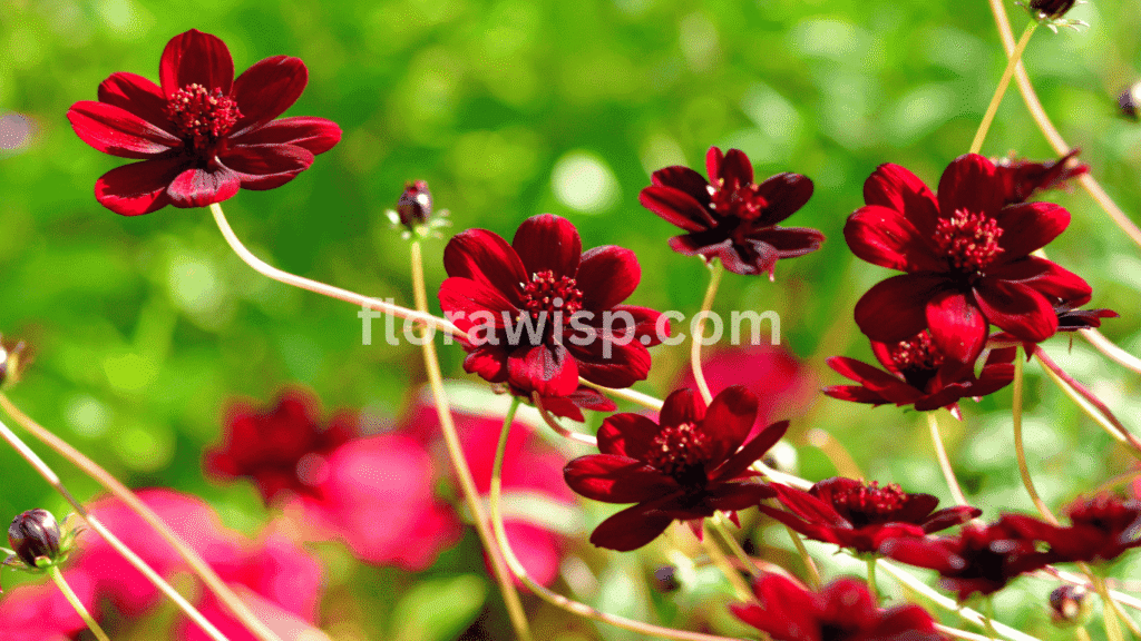 Chocolate cosmos flower seeds with rich maroon blooms and seed packet displayed on a garden table.