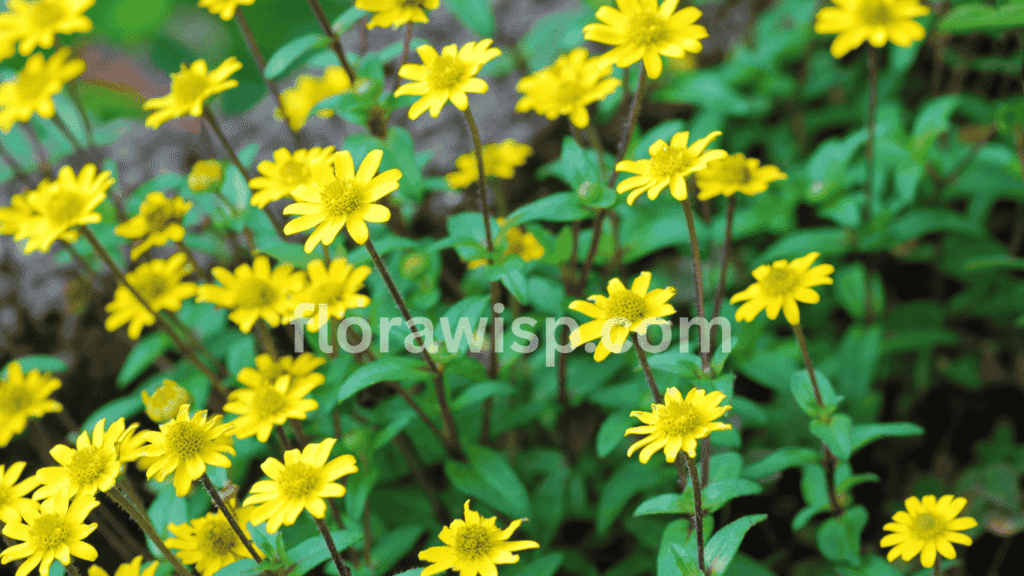 Creeping Zinnia flowers blooming in a dense groundcover, spreading low with bright yellow blooms ideal for borders, pathways, and sunny dry spots.
