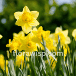 Daffodil flower blooming in early spring garden with vibrant yellow petals