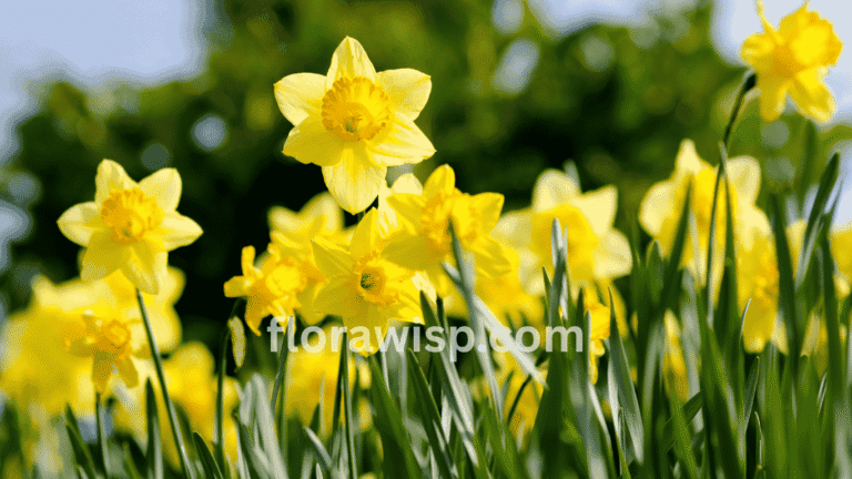 Daffodil flower blooming in early spring garden with vibrant yellow petals