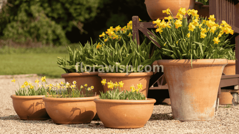daffodils in pots blooming on a sunny porch in early spring, planted in terracotta containers