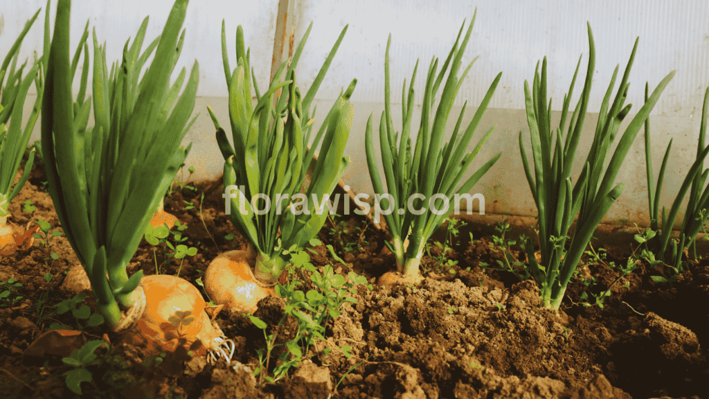 Healthy ranunculus bulbs sprouting in well-drained garden soil, illustrating how to grow ranunculus bulbs successfully in early spring
