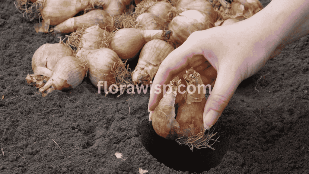 Man planting ranunculus bulb in well-prepared soil, demonstrating how to grow ranunculus bulbs with proper depth and spacing.