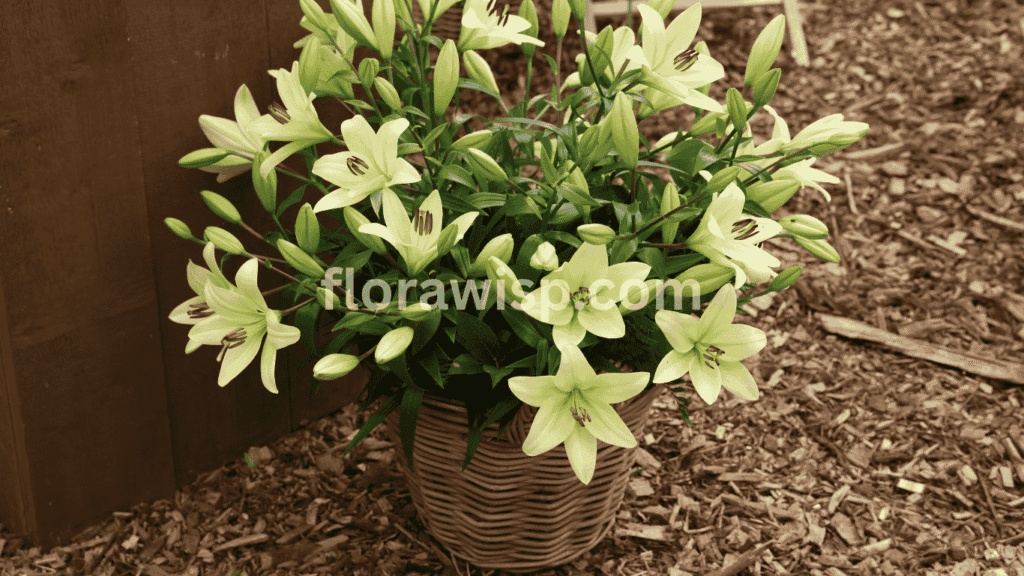 Blooming lilies in a pot placed on a sunny patio, perfect for small-space gardening success