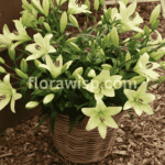 Blooming lilies in a pot placed on a sunny patio, perfect for small-space gardening success