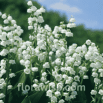 Lily of the valley blooming in a spring garden with white bell-shaped flowers surrounded by green foliage.