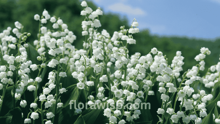 Lily of the valley blooming in a spring garden with white bell-shaped flowers surrounded by green foliage.