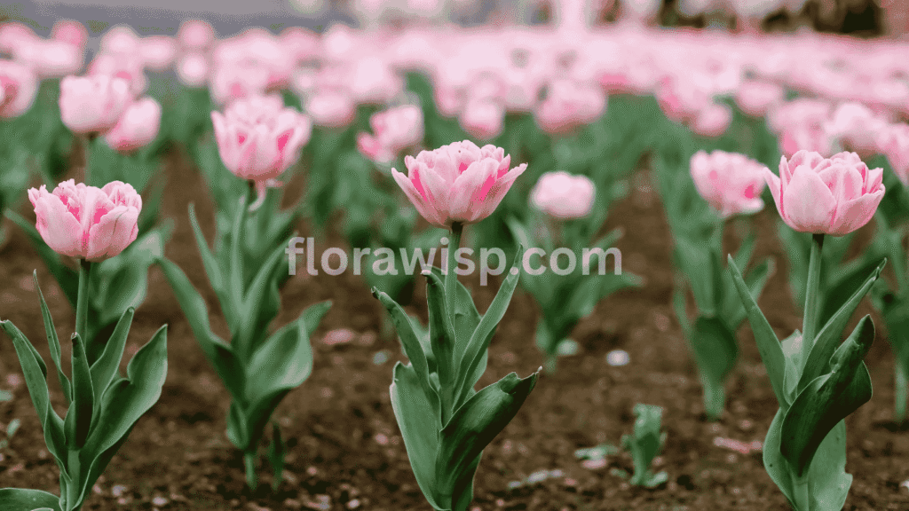 pink and white tulips designing a garden border with layered tulip rows and soft spring colors.