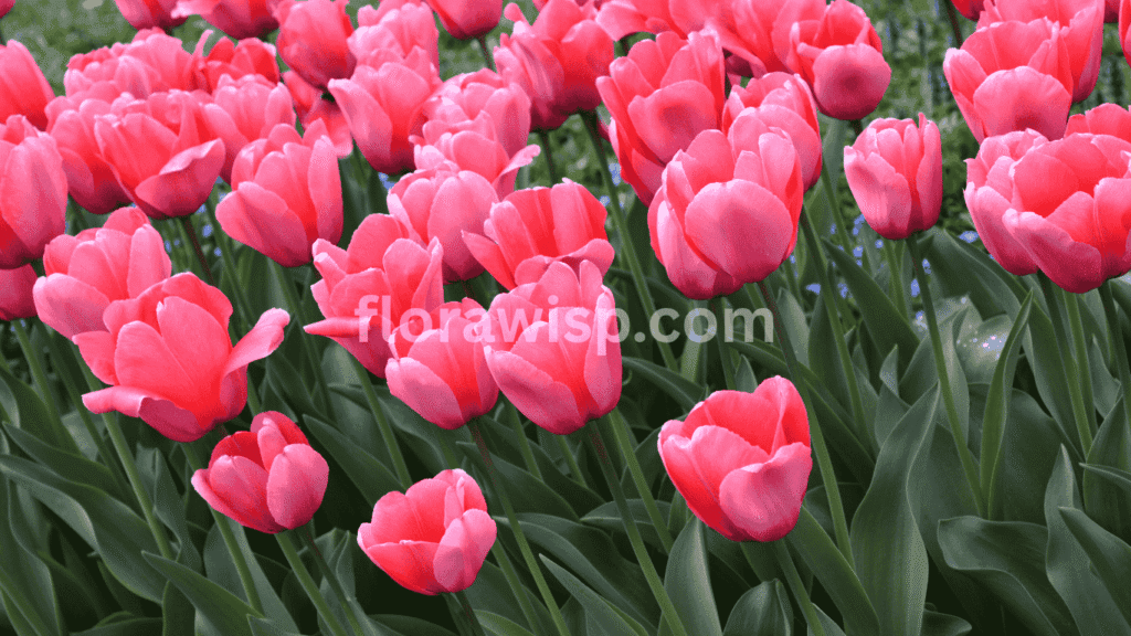 pink impression tulip vibrant Darwin hybrid blooming in spring garden with tall stems and deep rosy-pink petals.