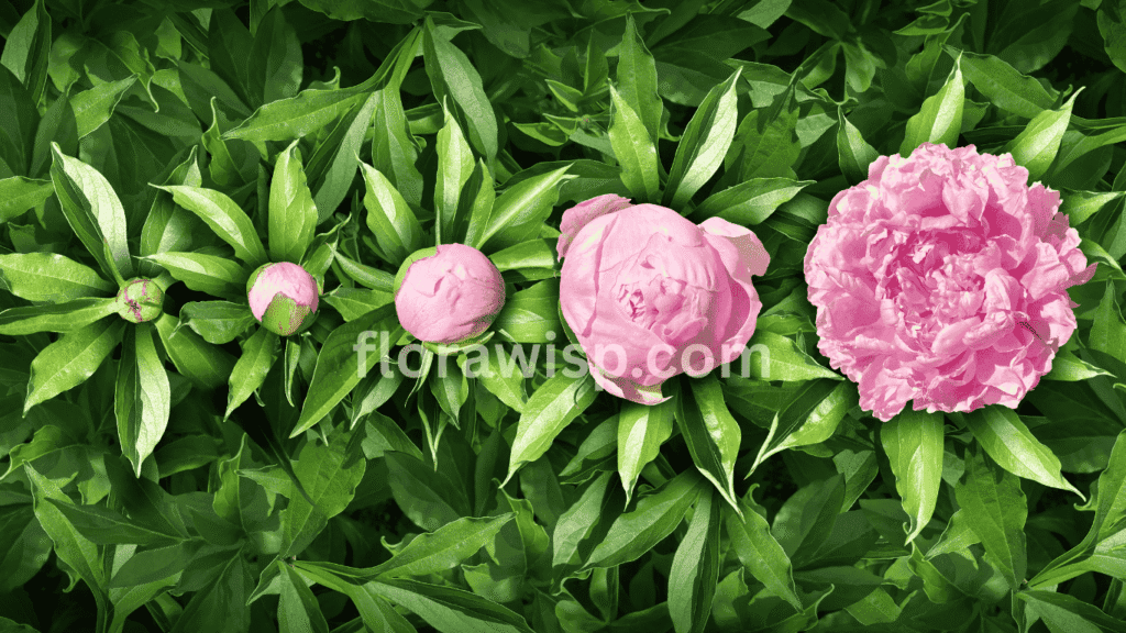 Ranunculus growing stages shown from corm sprouting to full bloom, illustrating the flower’s complete growth cycle.