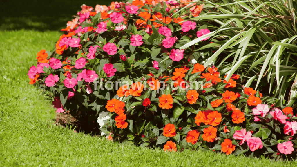 Colorful ranunculus flowers blooming in a raised garden bed, thriving in suitable ranunculus planting zones with proper sunlight and spacing.