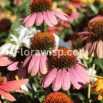 Different types of sunflowers blooming in a vibrant garden, featuring dwarf, red, and giant sunflower varieties.