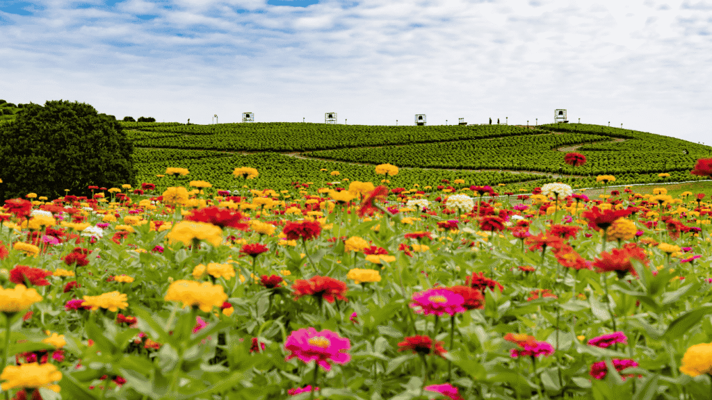 Types of zinnias blooming in an open field under a clear blue sky, showcasing diverse flower shapes and vibrant colors.