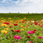 Types of zinnias blooming in an open field under a clear blue sky, showcasing diverse flower shapes and vibrant colors.