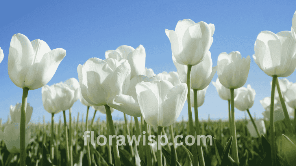 White tulips blooming in a spring garden bed with soft sunlight and green foliage in the background