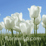 White tulips blooming in a spring garden bed with soft sunlight and green foliage in the background