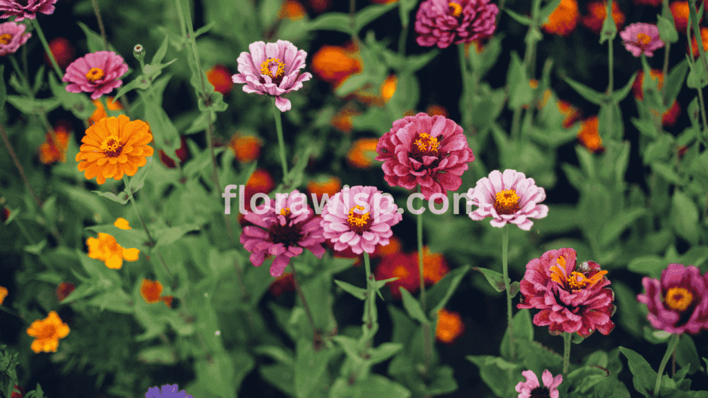 Zinnia varieties blooming in full sun, featuring diverse colors and flower forms like dahlia, cactus, and single-petal types for vibrant summer gardens.