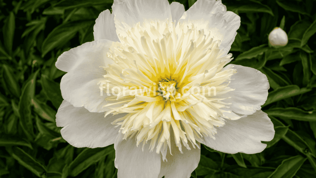Close-up of Honey Gold peony with creamy white outer petals and a vibrant golden-yellow center, blooming in spring