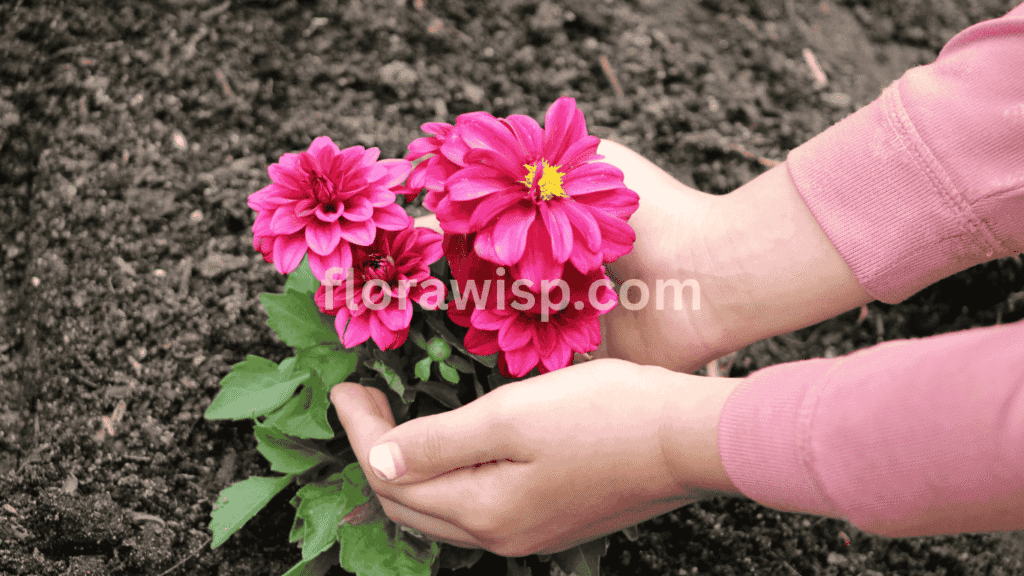 How to plant dahlias a gardener’s hand holding a dahlia flower over garden soil, ready for planting.