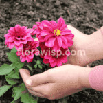 How to plant dahlias a gardener’s hand holding a dahlia flower over garden soil, ready for planting.
