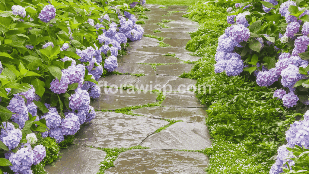 Pink hydrangea garden path lined with blooming shrubs, showcasing hydrangea landscape ideas and shaded walkway design

