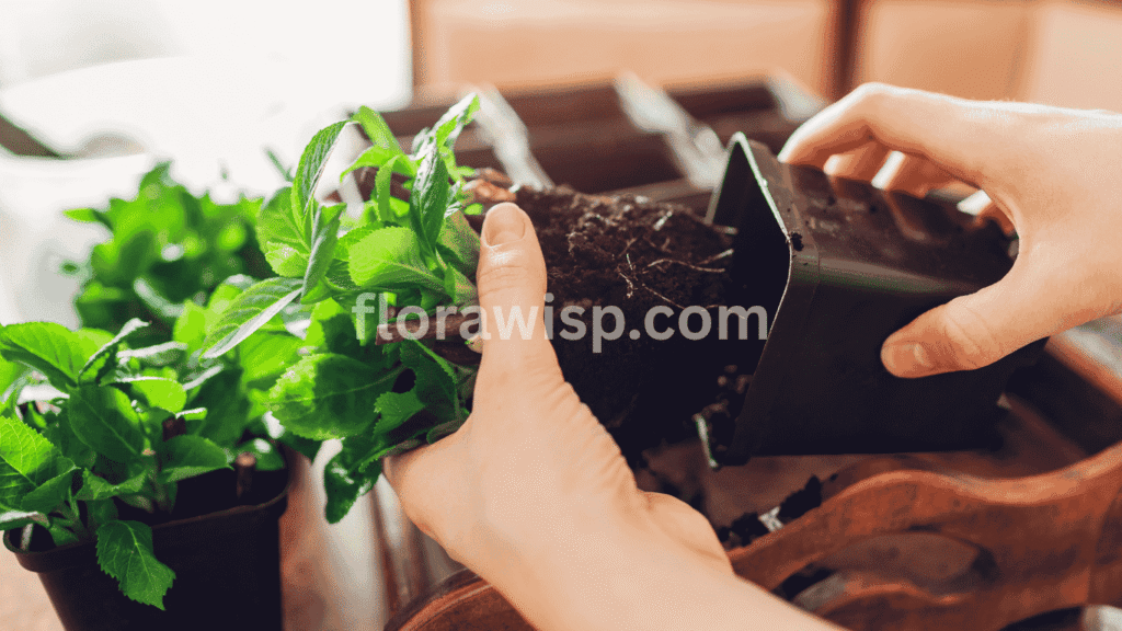 Hydrangeas in pots – planting a young hydrangea seedling into a container with fresh potting mix.

