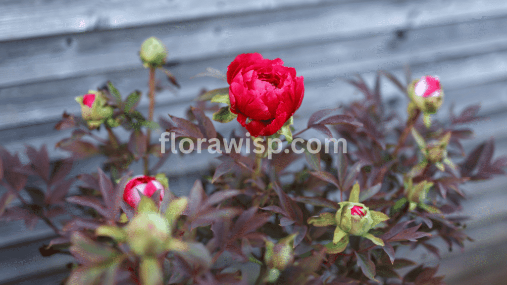 Blooming Itoh Peony Red flower with vibrant layered petals in a sunny garden, perfect for adding rich color and texture to spring landscapes