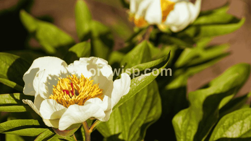 Miss America peony with pure white semi-double petals and a golden-yellow center, blooming in early summer
