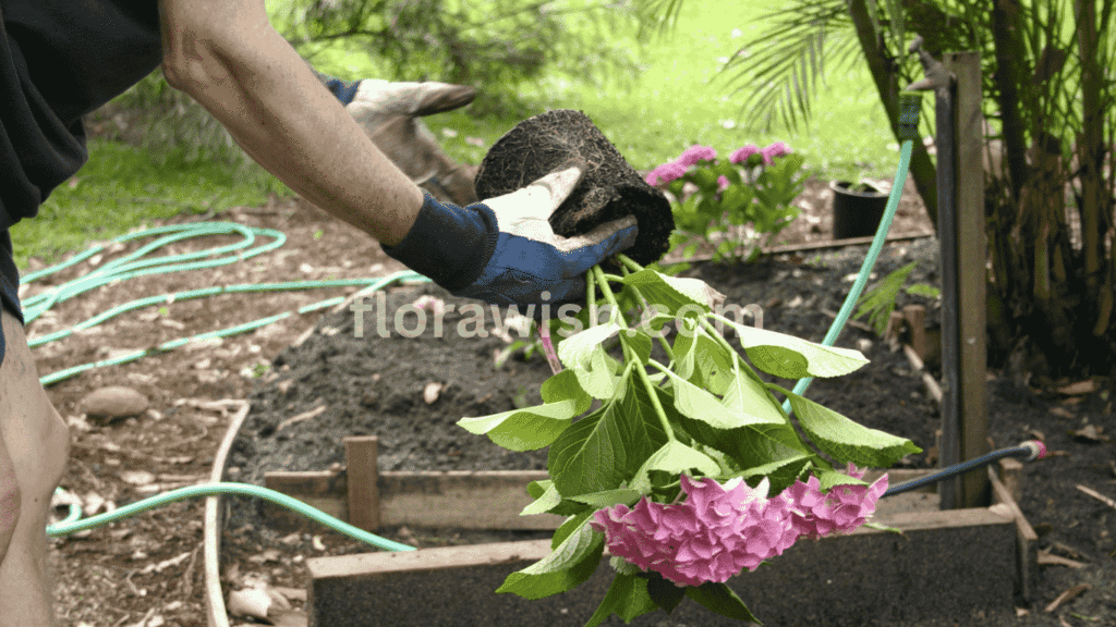 Planting hydrangeas – a man carrying a hydrangea seedling in his hand, preparing to plant in a backyard garden.

