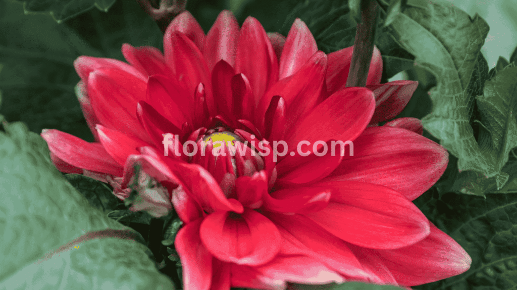 Red Runner Dahlia in full bloom with vibrant red petals, ideal for garden borders and cut flower arrangements.