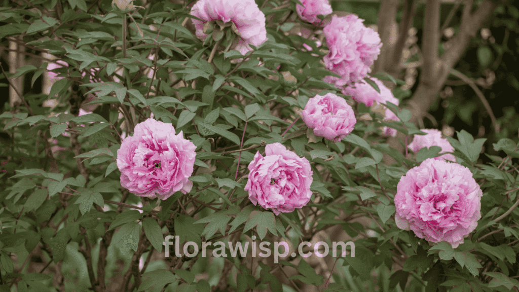 Elegant tree peonies in full spring bloom, featuring large pastel petals and golden centers on woody stems, thriving in a sunny garden bed perfect example of healthy tree peonies grown in optimal conditions.

