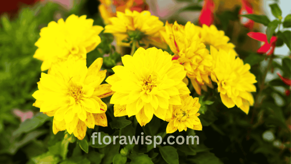 yellow dahlia flower blooming in summer garden with vibrant petals and green leaves