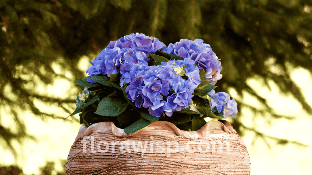 Blue hydrangea in a pot with vivid blossoms and healthy green leaves, adding color to a patio container garden in summer.
 