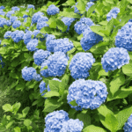 Vibrant blue hydrangea flowers in full bloom, thriving in acidic soil with lush green foliage.