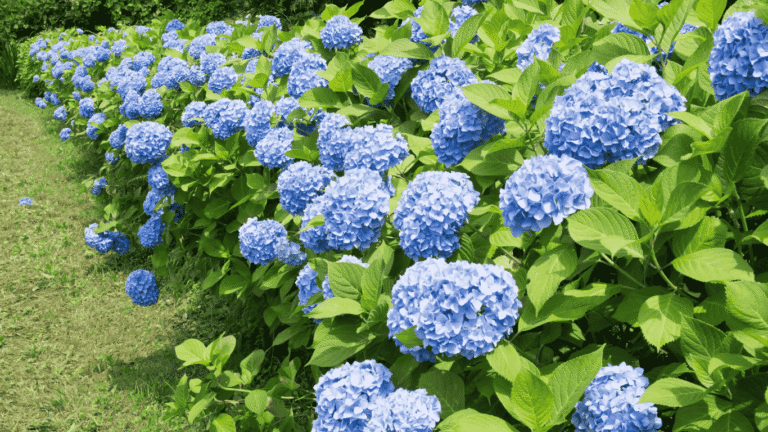 Vibrant blue hydrangea flowers in full bloom, thriving in acidic soil with lush green foliage.