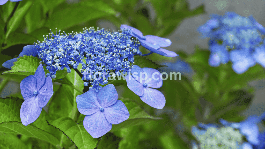 Blue Lacecap Hydrangea with flat clustered blooms and delicate blue flowers surrounded by leafy green foliage in partial shade.

