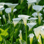 Calla lily flowers blooming in a garden bed with lush green foliage