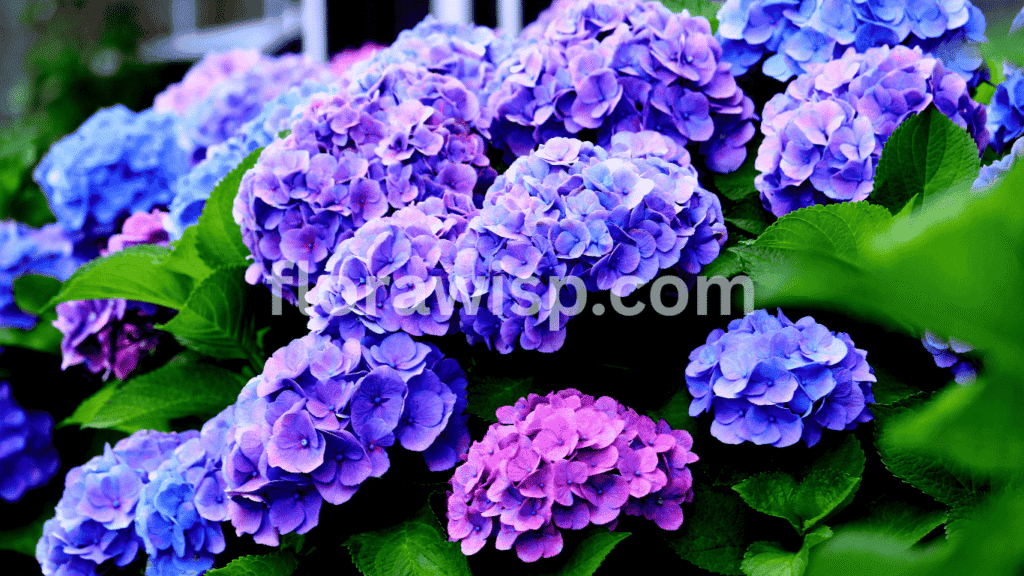 Place your potted hydrangeas where they get morning sun and afternoon shade  too much direct sunlight can scorch the blooms, especially in summer.