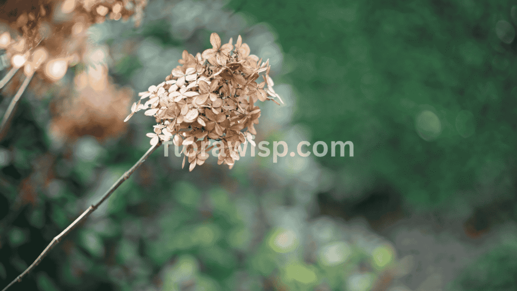 Close-up of dried limelight hydrangea blooms in a mulched garden bed, showing seasonal care and proper maintenance tips.
 